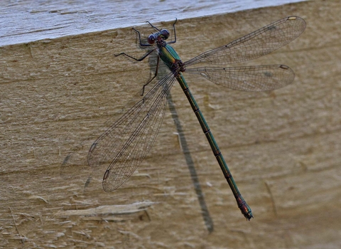 Willow Emerald Damselfly