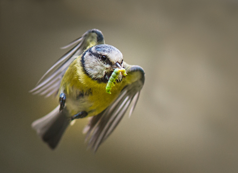 blue tit