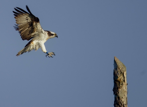 Telyn to perch